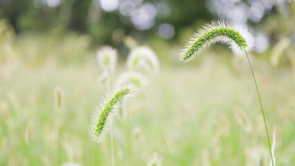 Obraz premium 猫じゃらし