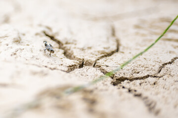 Small black frog jumps across the sand beach of the lake. Dürrensee (Lago di Landro), Saint Ulrich, Dolomites, Belluno, Italy, Europe.