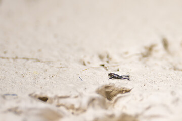 Small black frog slides across the sand beach of the lake. Dürrensee (Lago di Landro), Saint Ulrich, Dolomites, Belluno, Italy, Europe.