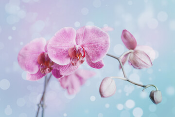 Fototapeta na wymiar pink delicate blooming orchid on blue bokeh background