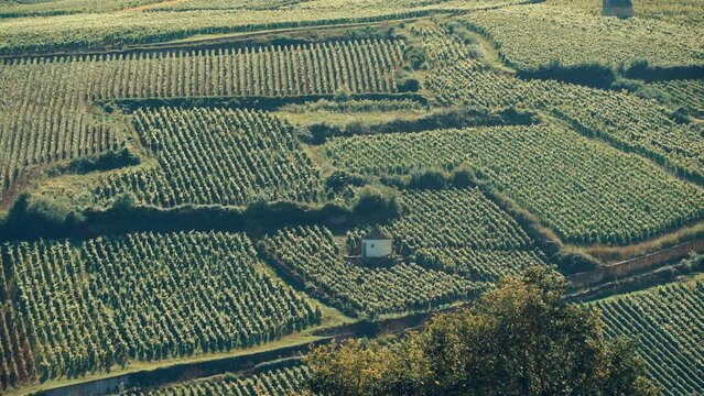 Summer vineyards landscape in Pommard region. Burgundy road. Cote de Beaune, Cote d'Or, France.