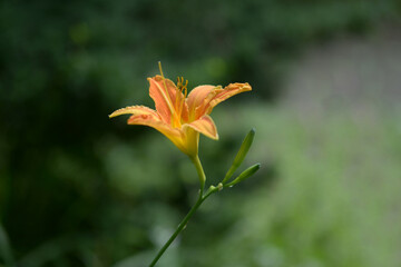 Obraz premium ノカンゾウ