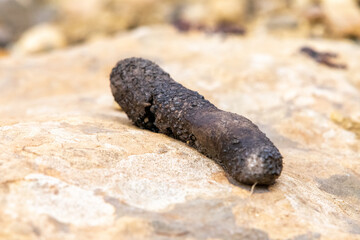 Close-up shot of Hedgehog feces