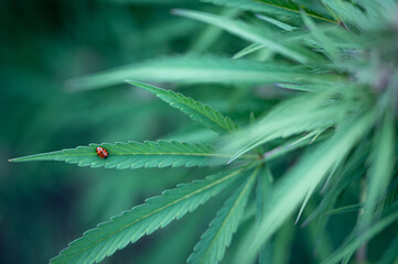 Ladybug on a cannabis leaf, hemp plant © DGC