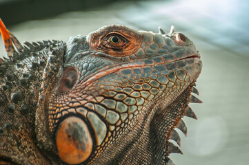 Closeup photograph of a Green Iguana at a wildlife centre