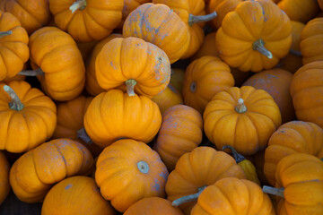mini pumpkins full frame background halloween or thanksgiving orange food agriculture market