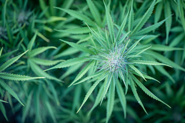 Top-down view of a flowering cannabis bud, marijuana plant, hemp