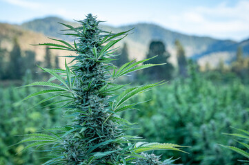 Closeup of a cannabis bud in a field of marijuana plants, hemp crop