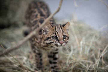 wild animals caught by vets for medical care