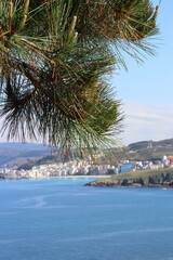 Close-up of a pine tree branch with the sea and the town of Malpica de Bergantiños (Galicia,...