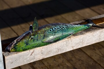 Freshly caught false albacore. Caught during the Martha's Vineyard Fishing Derby.