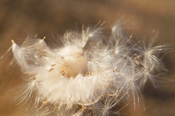 dry thistle plant with seeds close up in sunny evening