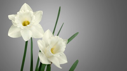 Obraz premium Blooming beautiful fresh aroma flower