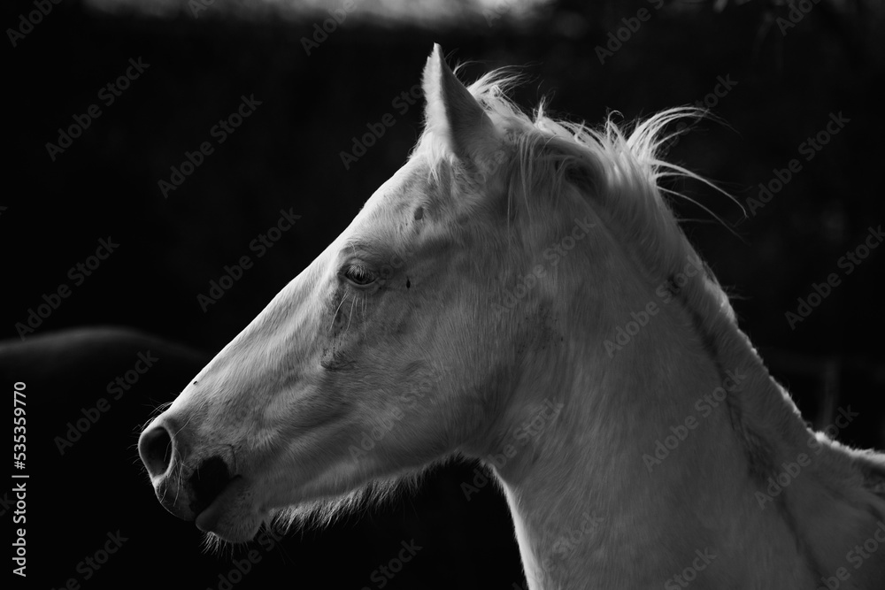 Sticker Young white horse head in black and white closeup. - Stickers