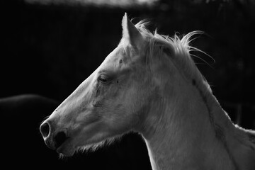 Young white horse head in black and white closeup.