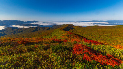 秋田駒ヶ岳　紅葉の稜線と雲海　絶景