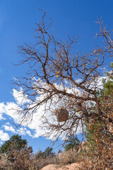 Paper Wasp Hive in tree with clouds and blue sky