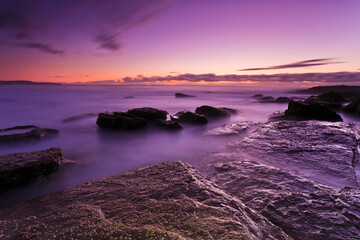 Sea Whales dark magenta