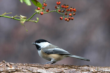 Fototapeta premium Black-Capped Chickadee