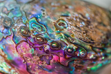 Abalone shell with rainbow colors in closeup macro view