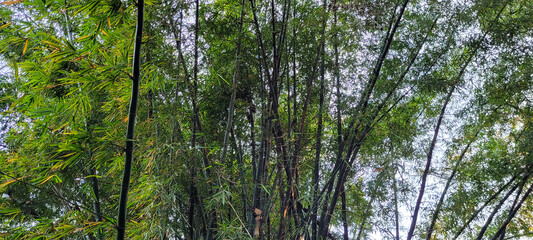 Fototapeta premium tropical tree with green leaves in the woods