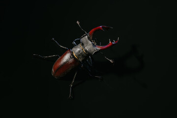 Beautiful insect listed in Red List, largest rare male stag in europe - Lucanus cervus. Horned...