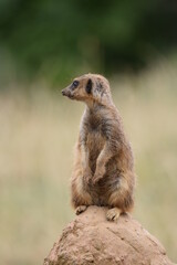 Naklejka na ściany i meble meerkat (Suricata suricatta) patrolling on stone