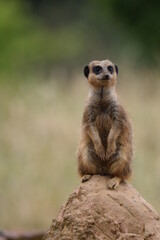 Naklejka na ściany i meble meerkat (Suricata suricatta) patrolling on stone