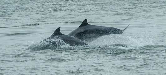 Fototapeta premium dolphin