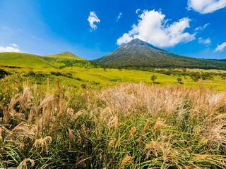 Fototapeta premium 【大分県】すすきが生えた10月初旬の由布岳 湯布院