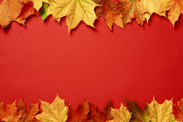 Naklejka na ściany i meble Autumn frame with fallen maple leaves on red background. Flat lay, top view, copy space.
