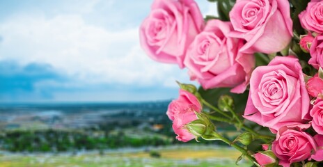 Beautiful fresh aroma roses in full bloom. Gorgeous botanical garden.