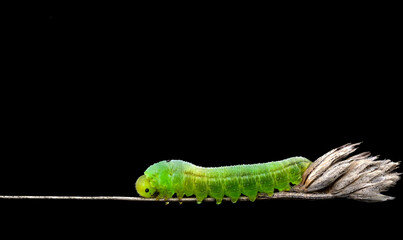 Green Caterpillar