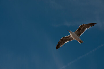 seagull in flight