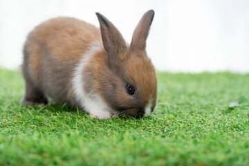 Fluffy rabbit bunny walking green grass in spring summer background. Infant dwarf bunny brown white rabbit playful on lawn with white background. Cute animal furry pet concept.