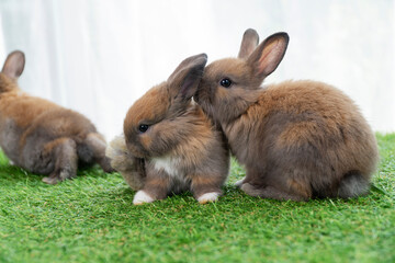 Group tiny furry baby rabbit bunny brown white sitting together on the green grass white background. Adorable baby bunny healthy rabbit playful relax on the meadow. Easter family animal bunny concept
