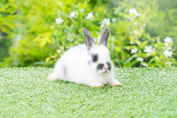 Fluffy rabbit easter bunny sitting green grass over spring summer background. Infant dwarf bunny black white rabbit playful on lawn with white background. Cute animal furry pet concept.
