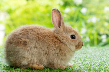 Adorable fluffy baby bunny rabbit sitting on green grass over natural background. Furry cute wild-animal single spring time at outdoor. Lovely fur baby rabbit bunny on meadow.Easter animal pet concept