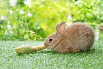 Adorable rabbit furry bunny hungry eating organic fresh baby corn sitting on green grass over bokeh...