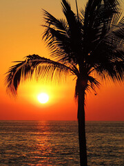 Sunset palm tree silhouette