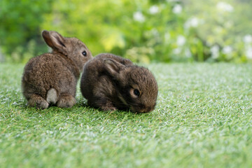 Two cuddly rabbit furry bunny sitting and playful together on green grass over natural background....