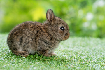 Adorable fluffy baby bunny rabbit sitting on green grass over natural background. Furry cute wild-animal single spring time at outdoor. Lovely fur baby rabbit bunny on meadow.Easter animal pet concept