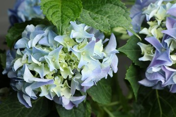 Beautiful hortensia plant with light blue flowers, closeup