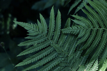 Beautiful fern with lush green leaves growing outdoors, closeup