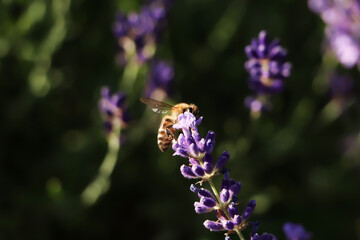 Closeup view of beautiful lavender with bee in field on sunny day