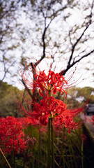 森の中に咲いた満開の彼岸花　曼珠沙華