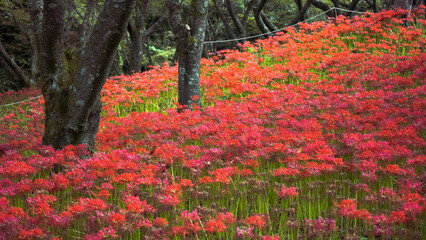 森の中に咲いた満開の彼岸花　曼珠沙華
