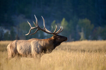 A large bull elk standing in the fall grasses