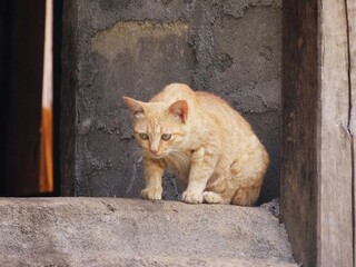 cat on a window sill