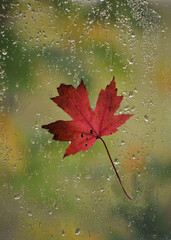 Lonely leaf (1)